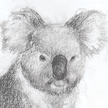 Koala study �